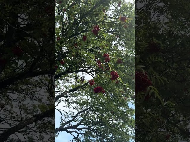 Sweden's Breathtaking Nature: Explore the Wild Beauty