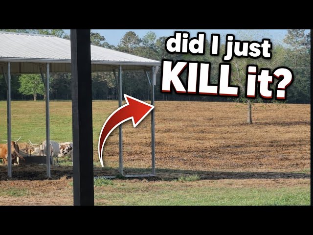 Did I Accidentally Kill My Pasture Grass?