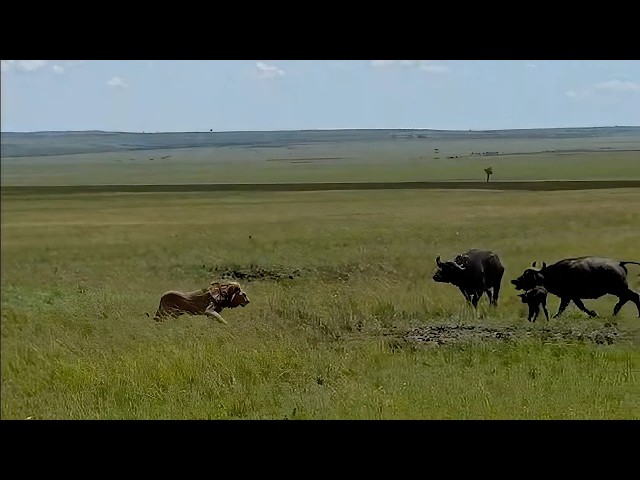 Male lion wants the newborn calf but its not alone