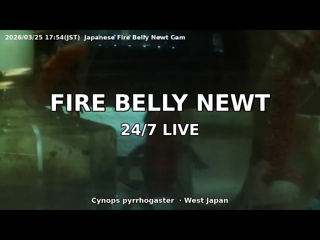 Japanese Fire Belly Newt 24/7 Live Cam 🇯🇵 Cynops pyrrhogaster — Real-time Enclosure · West Japan