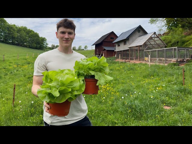 Life on a Small Farm: Growing Food, Caring for Animals, and Hard Work