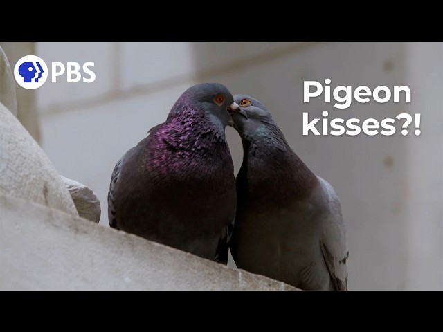 Why Do Pigeons Kiss?