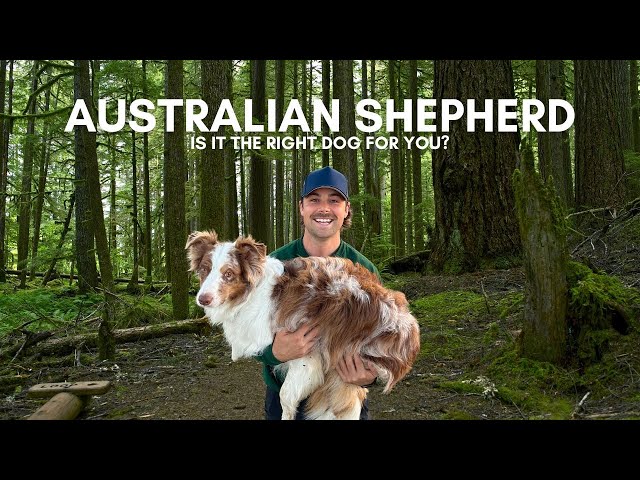 Top 3 Reasons - The Australian Shepherd is the right dog for you!