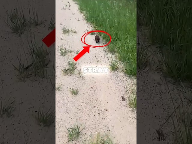 he found a stray kitten and this happens...