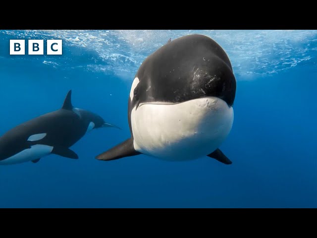Killer whales use new hunting technique to kill blue whale | Parenthood - BBC