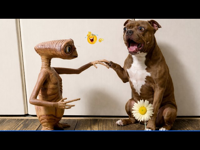 The Funniest Pet Videos Compilation 😹🐶 Funny Dogs and Cats That'll Make The World Laugh