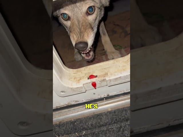 This Man Tamed a Coyote. @timberthecoyote