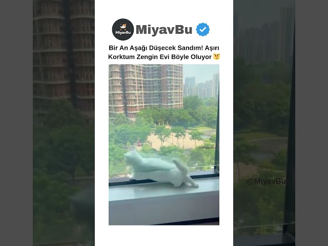 Aşağı Düşecek SANDIM! 😱 #cat #kedi #catshorts #kedishorts #cats #kedivideoları #shorts #keşfet