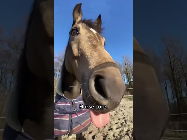 Horse core. 🐎🐎