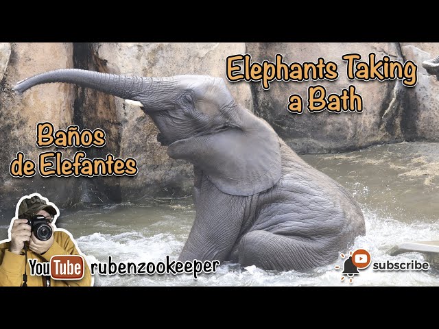 Elephants Taking a Bath, baños de elefantes #rubenzookeeper #myanimalkeeperlife #africanelephant