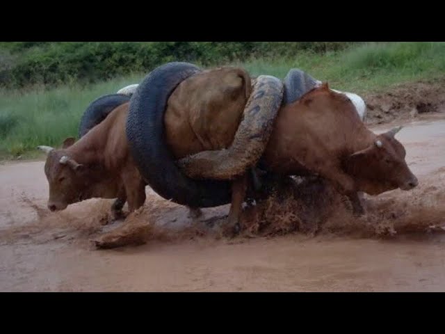 Silent Giants of the Flooded Wild