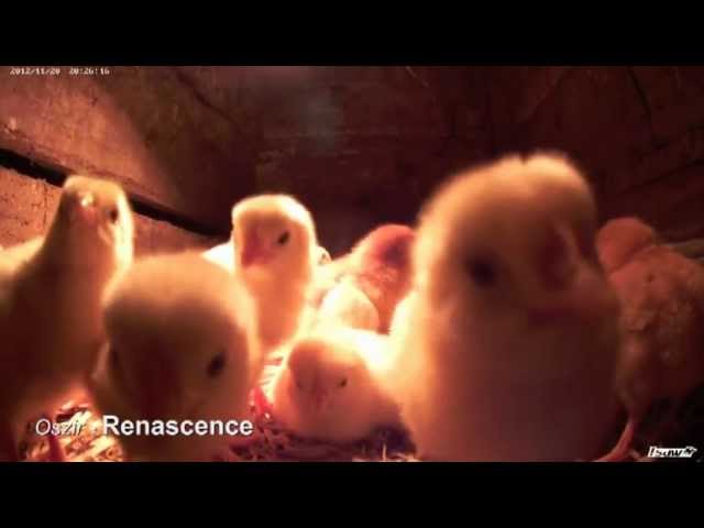 Małe kurki, kotki i jaskółki... / Небольшие краны ... / Small cocks ...d( ͡° ͜ʖ ͡°)﻿b ♫♪ ღ