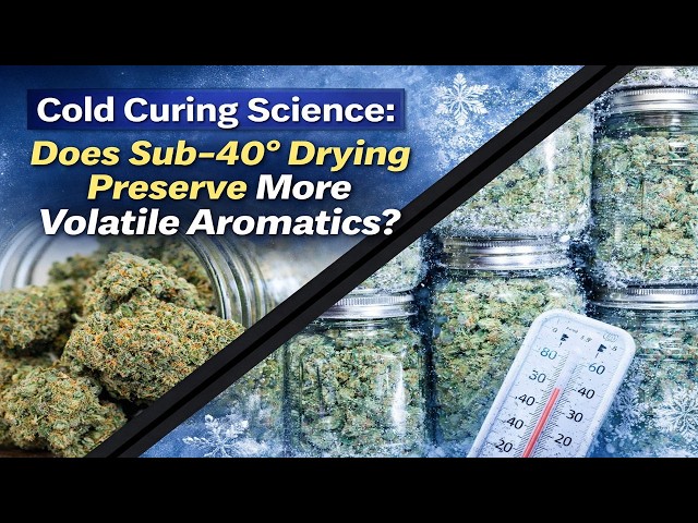 Cold Curing Science: Does Sub-40° Drying Preserve More Volatile Aromatics?