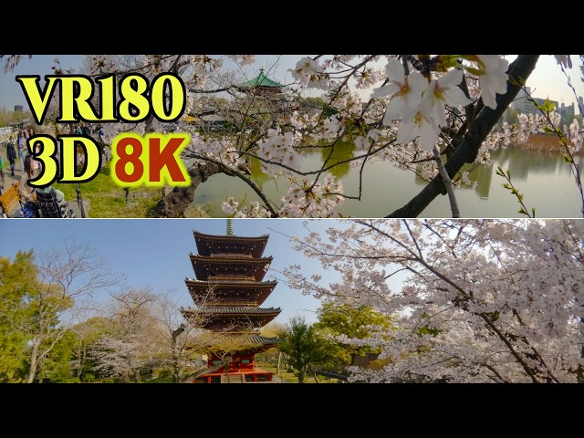 [ 8K 3D VR180 ] 満開の桜とインバウンド花見客で賑わう上野公園 2026