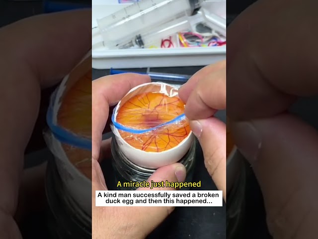 Save a duck egg  #lovestory #animals #cute #rescue #pets #love#duck #egg #animalfriendshipgoals