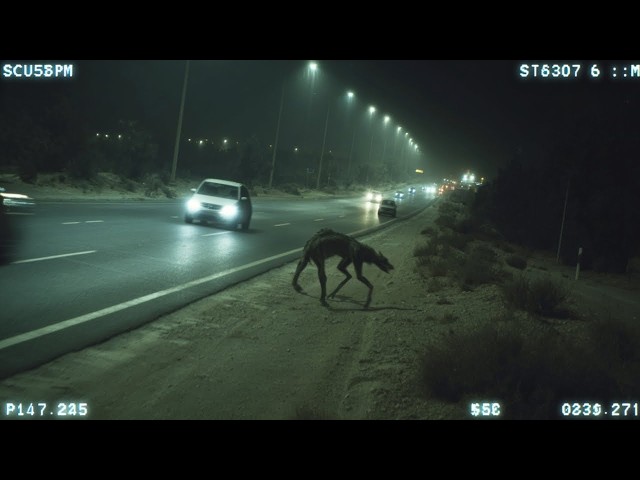 REAL Cryptids Caught Clearly On Camera - Part 3