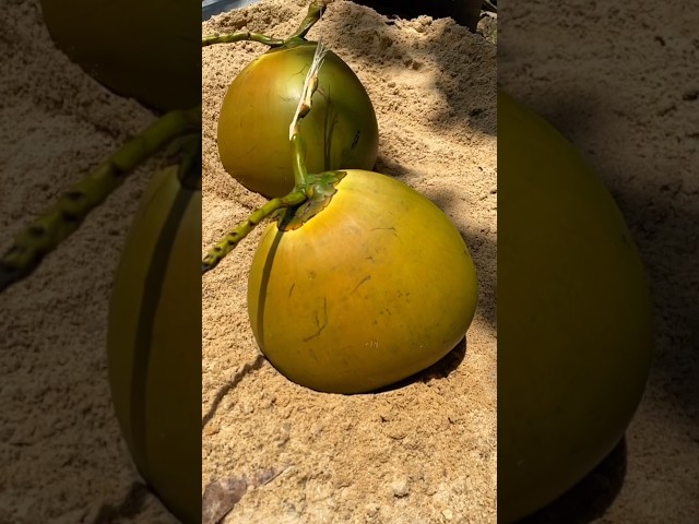 best brown coconut's water #fresh