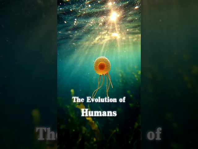 evolution of humans from apes to modern #humanevolution #history #science #ancienthumans #evolution